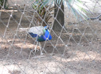 Green Grove International School